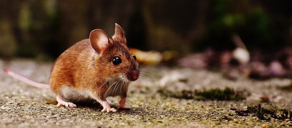 Débarrassez-vous des souris grâce à l'ultrason 