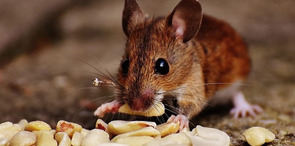 Piège à souris électrique ou à ultrason, lequel choisir ?