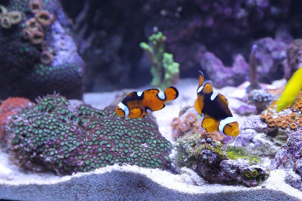 Aquarium, aquaterrarium : la différence entre les deux !
